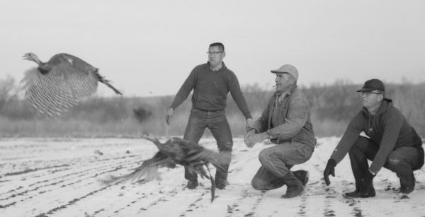 Rio Grande Turkey release in snow-covered field in south-central Nebraska in the 1960s.
