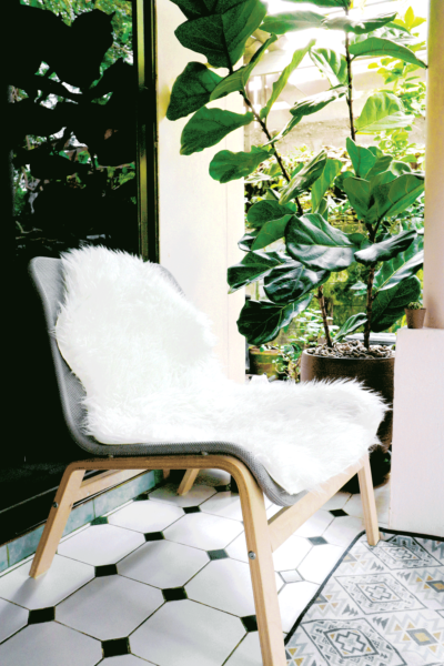 white chair on patio, fiddle fig