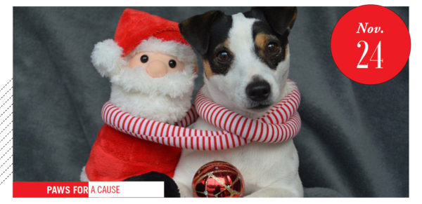 terrier with Santa Claus doll 