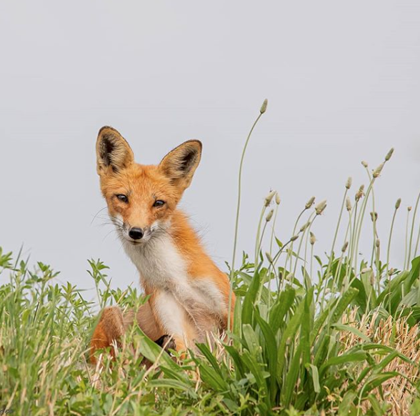 cute fox in field