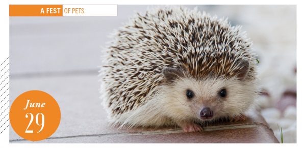 hedgehog on book, pet fest