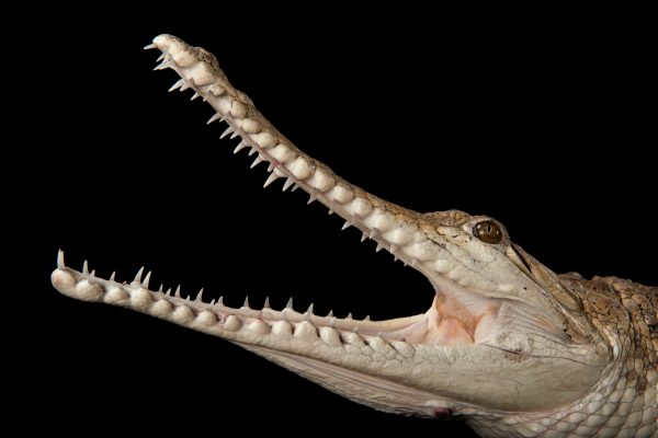 Australian freshwater crocodile (©Joel Sartore/National Geographic Photo Ark)