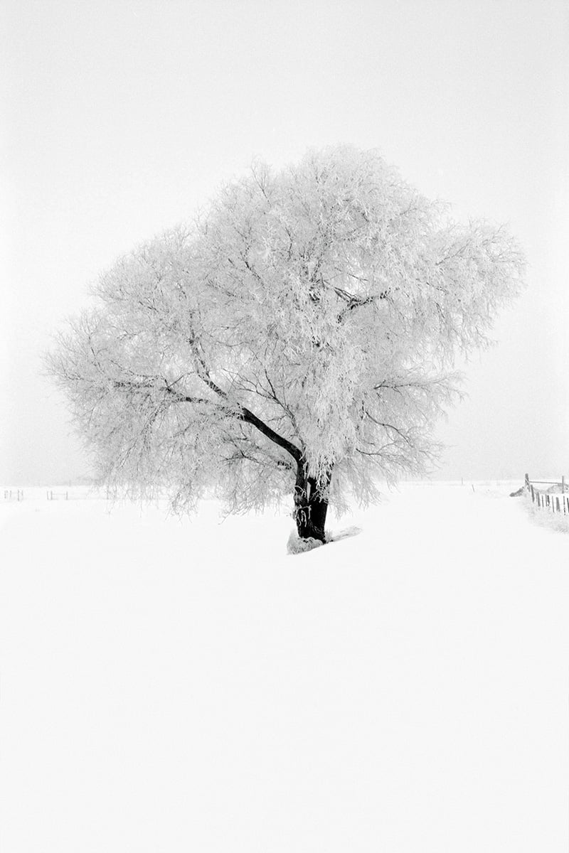 Winter-Tree_OP