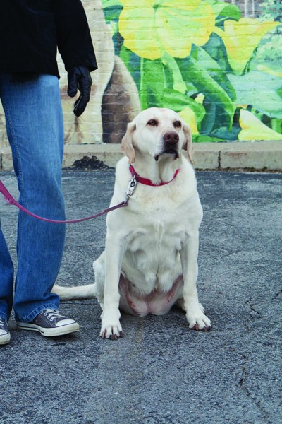 Lee's yellow lab, Georgia, who is inspiration for his mural on Center Street.